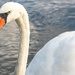 Closeup of a swan