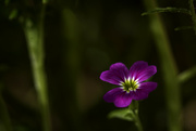 9th Sep 2023 - Meadow Flower