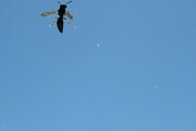 5th Sep 2023 - Silhouette of a Wasp