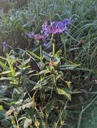 9th Sep 2023 - Morning light in wild places 