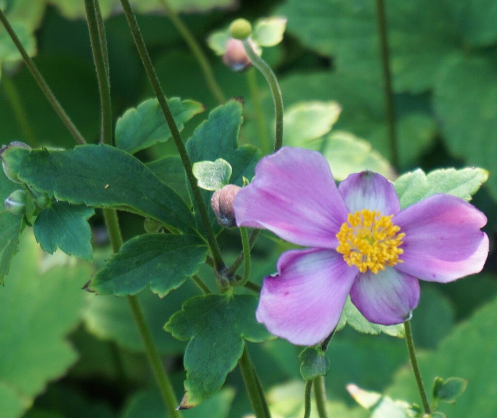 Japanese Anemone by allie912