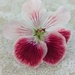 One sweet bloom by sarah19