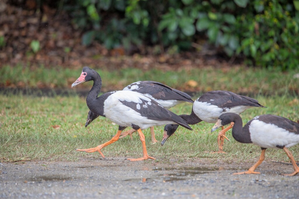 Magpie goose`s of for a stroll down the street... by creative_shots