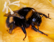 10th Sep 2023 - Bumble Bee 