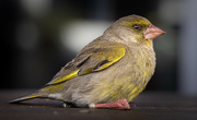 9th Sep 2023 - Yellow hammer or Finch?