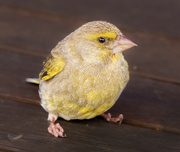 10th Sep 2023 - Yellow hammer or Finch?