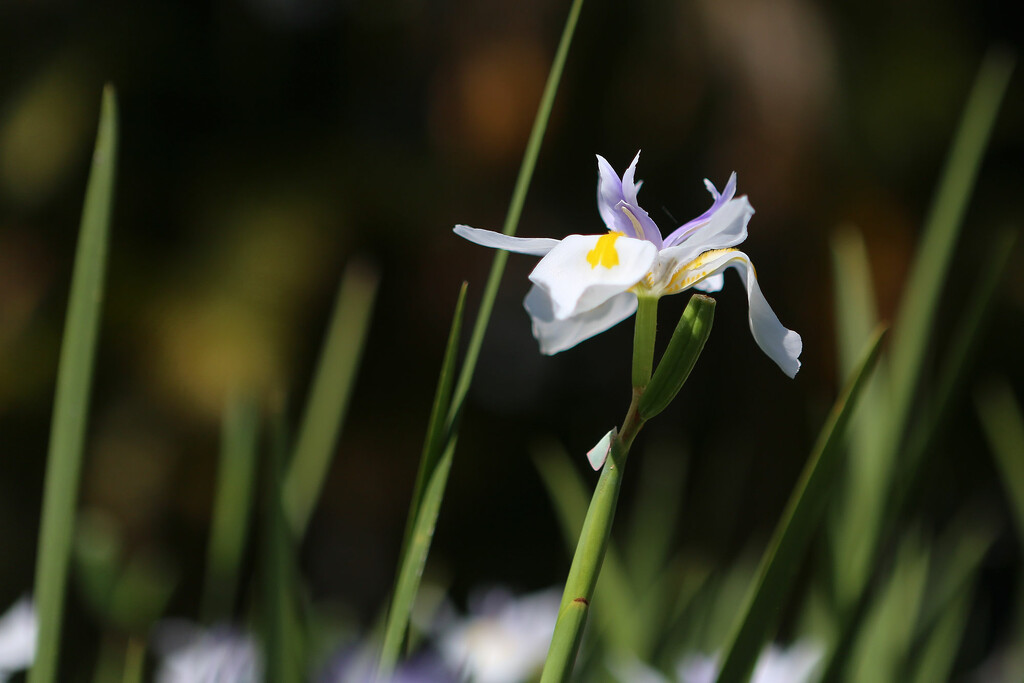 Contrast: Wild Iris by jeneurell