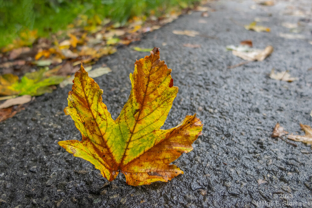 A ragged maple leaf by helstor365