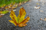 10th Sep 2023 - A ragged maple leaf