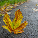 A ragged maple leaf by helstor365