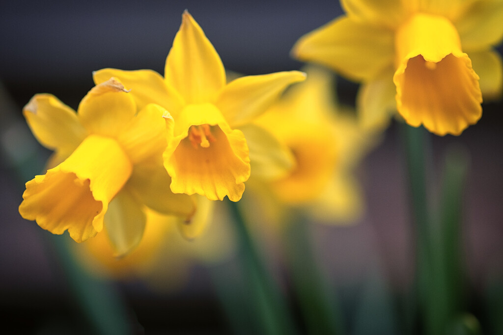 Daffy Time by helenw2