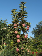 9th Sep 2023 - Apples