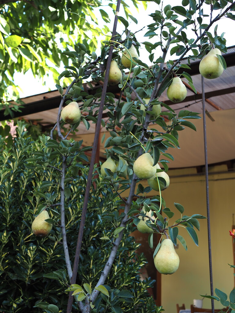 Pears by monikozi