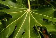 8th Sep 2023 - a rather fine green leaf