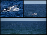 10th Sep 2023 - Three stages of editing my whale photo from yesterday. 
