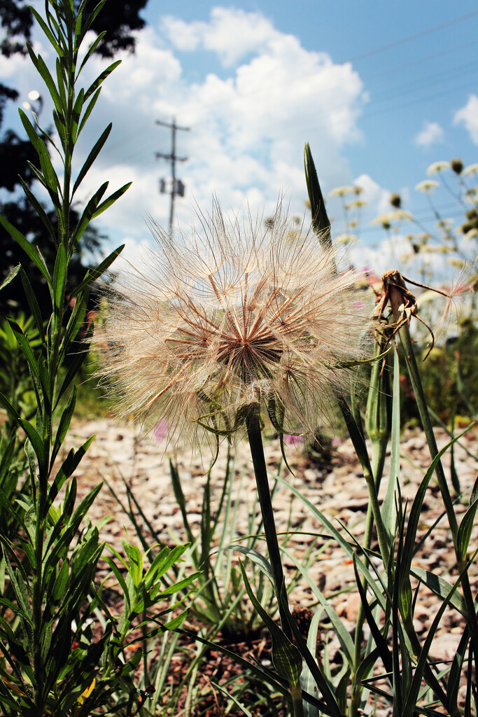 Not a Dandelion by juliedduncan