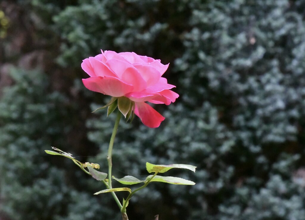 Rosie’s rose by rosiekind