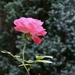 Rosie’s rose by rosiekind