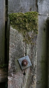10th Sep 2023 - Mossy post
