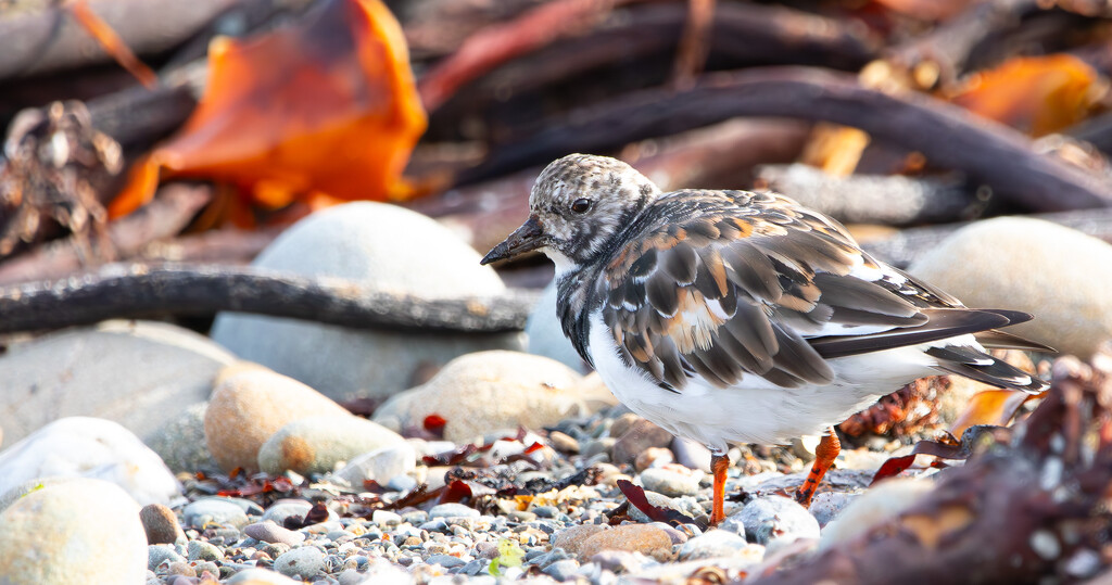 Turnstone by lifeat60degrees