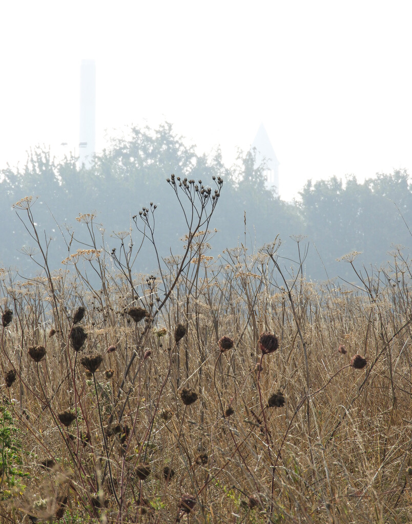 Rewilding in the mist by tiaj1402