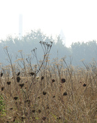 10th Sep 2023 - Rewilding in the mist