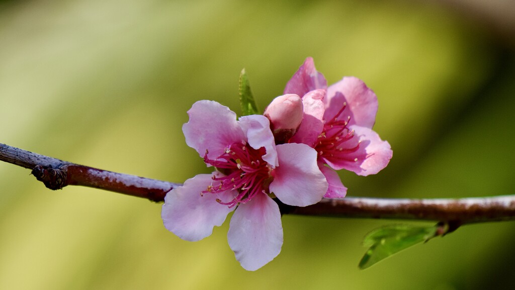 Peach Blossom P9109939 by merrelyn