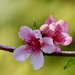 Peach Blossom P9109939 by merrelyn