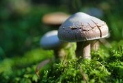 10th Sep 2023 - Mushrooms