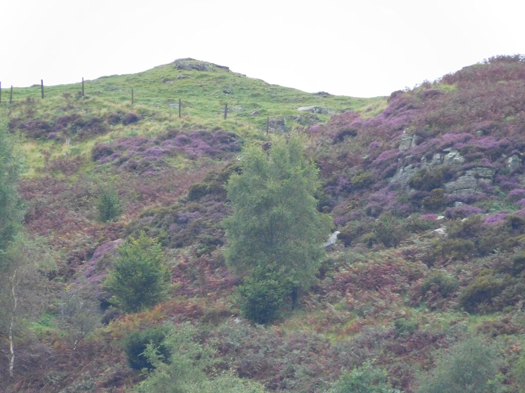 the heather on the hill by anniesue