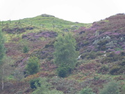 10th Sep 2023 - the heather on the hill