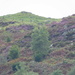 the heather on the hill by anniesue