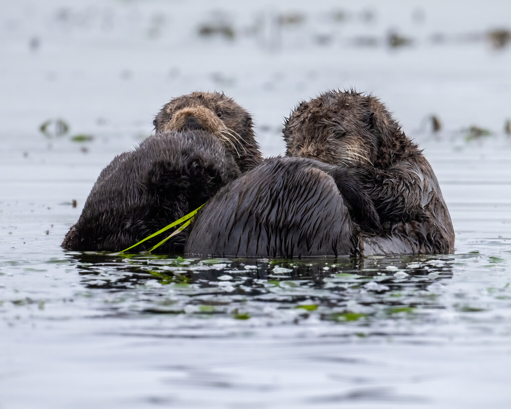 Sea Otters by nicoleweg