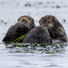 Sea Otters by nicoleweg