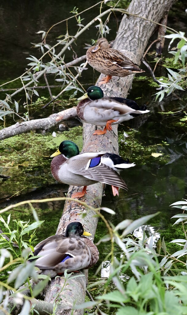 Got my ducks in a row……….874 by neil_ge