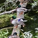 Got my ducks in a row……….874 by neil_ge