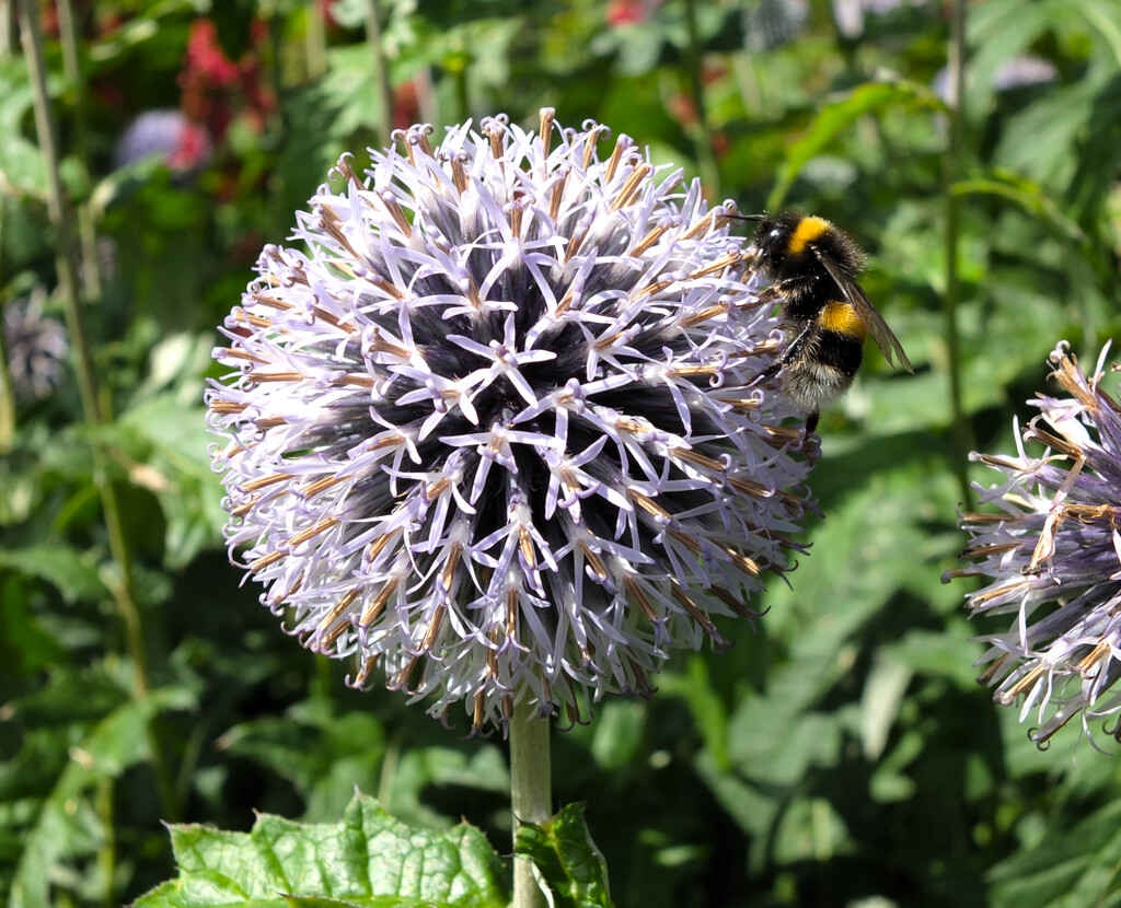Still a bee haven!  by bigmxx