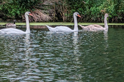 10th Sep 2023 - Mute swan family
