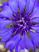 5th Sep 2023 - Cornflower Flower