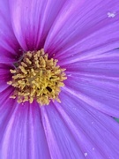 6th Sep 2023 - Cosmos Flower