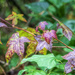 Sweetgum Leaves by kvphoto
