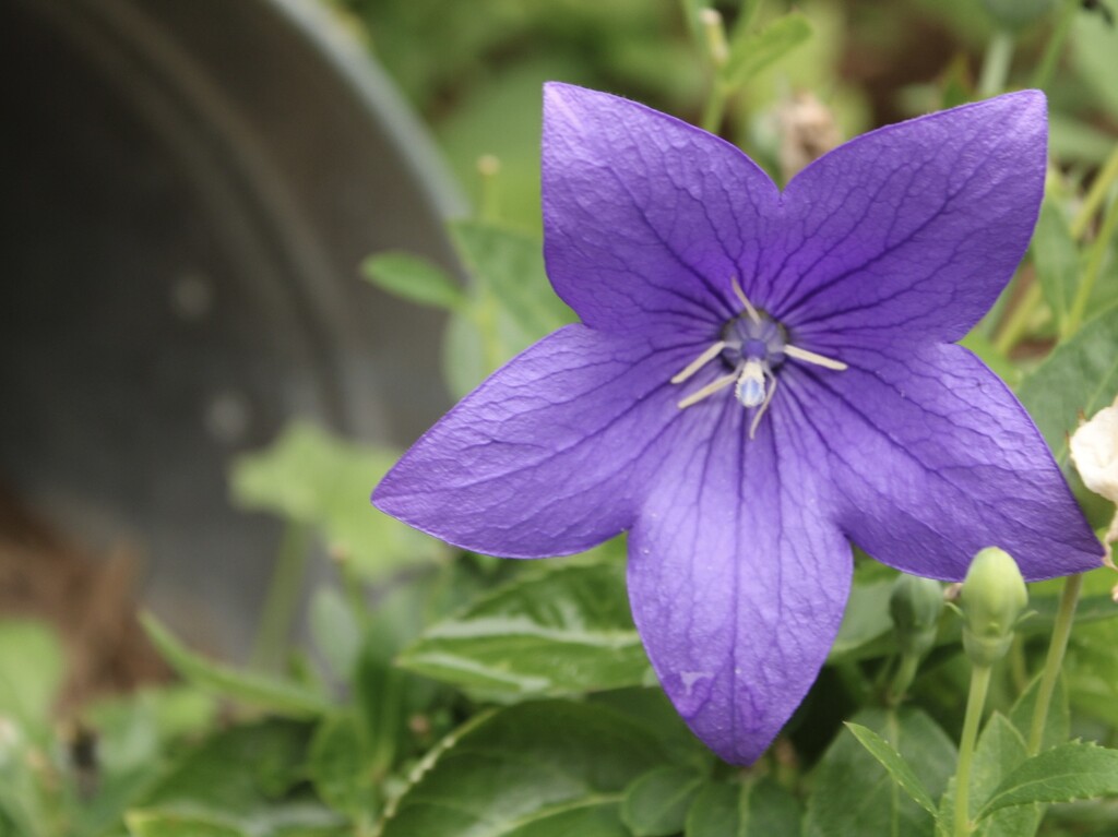 Balloon flower by mltrotter