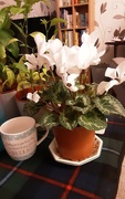 11th Sep 2023 - White flowers of a cyclamen. 