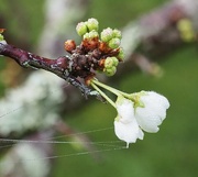 11th Sep 2023 - New buds ,flowers and dew drops on our fruit trees