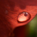 10 - Raindrop by marshwader
