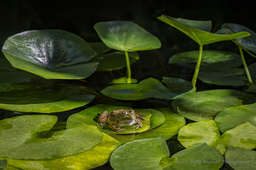 Frog Says, "Yes, I'm a Cliché" by taffy