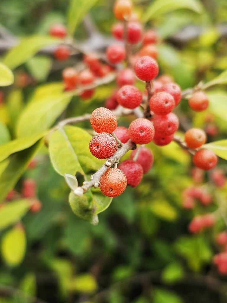 Berries by edorreandresen