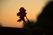 10th Sep 2023 - Silhouette of Flower