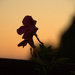 Silhouette of Flower by lukasy