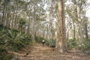 11th Sep 2023 - Walking in the Wild Woods